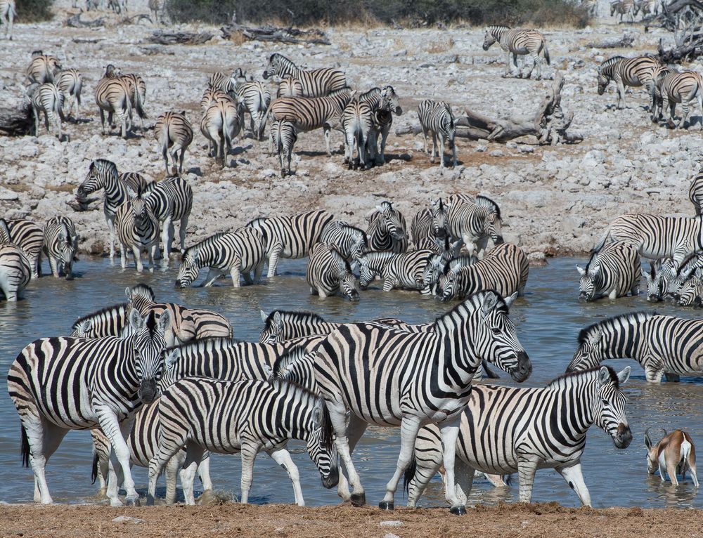 Zebrastreifen