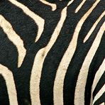 Zebrastreifen