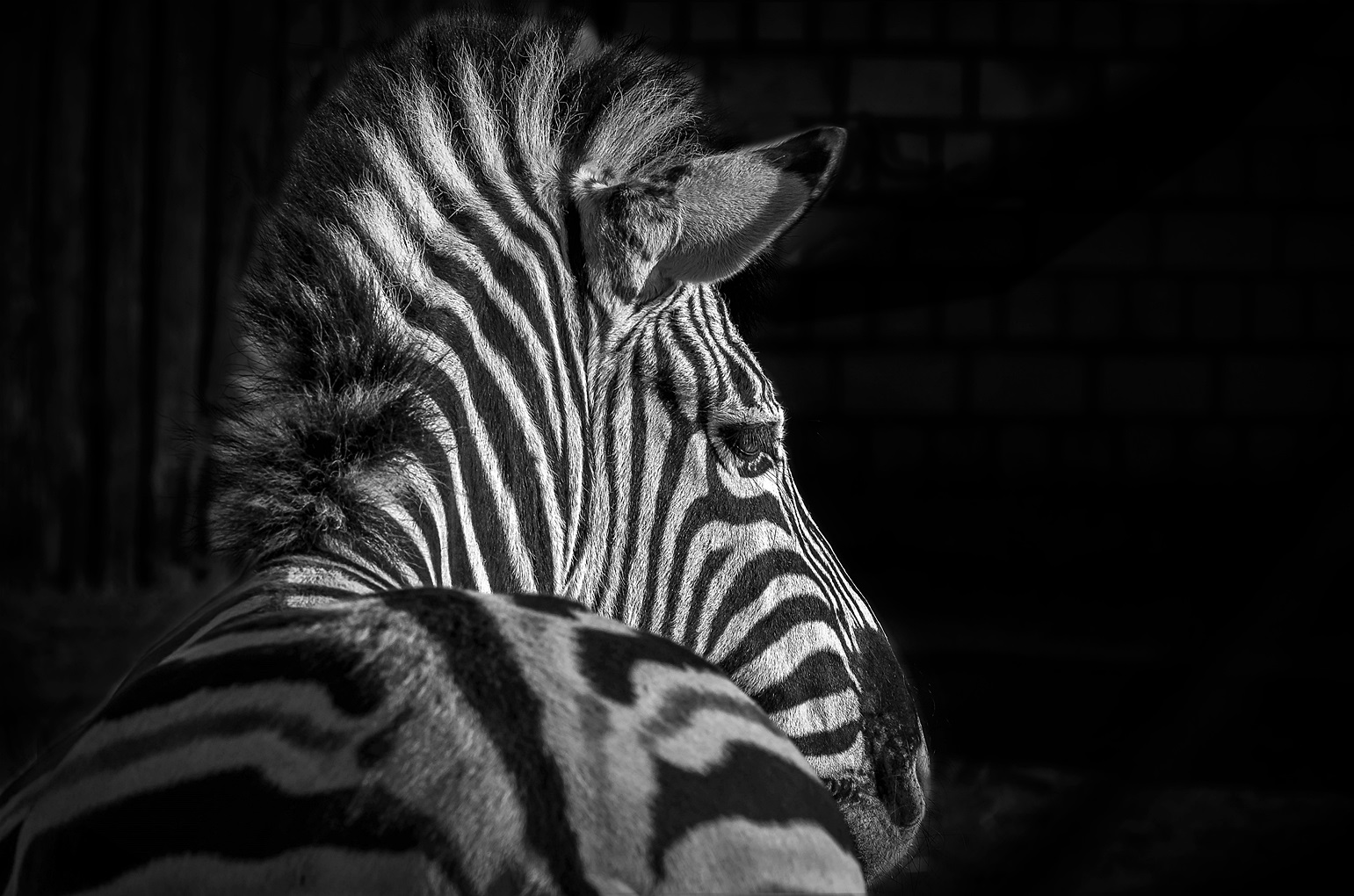 ZebraStreifen