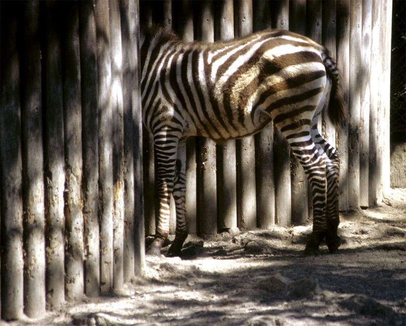 Zebrastreifen