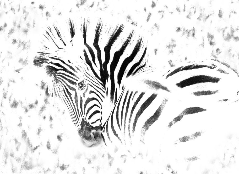 Zebrastreifen