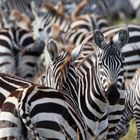 Zebrastreifen