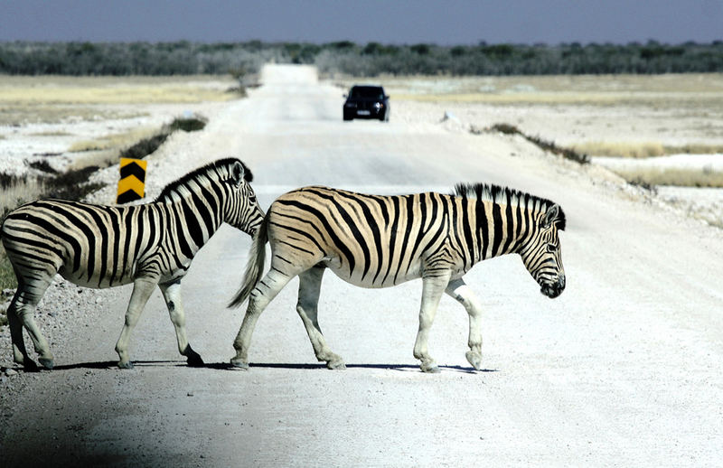 "Zebrastreifen"