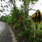 Zebrastreifen auf Costa Rica