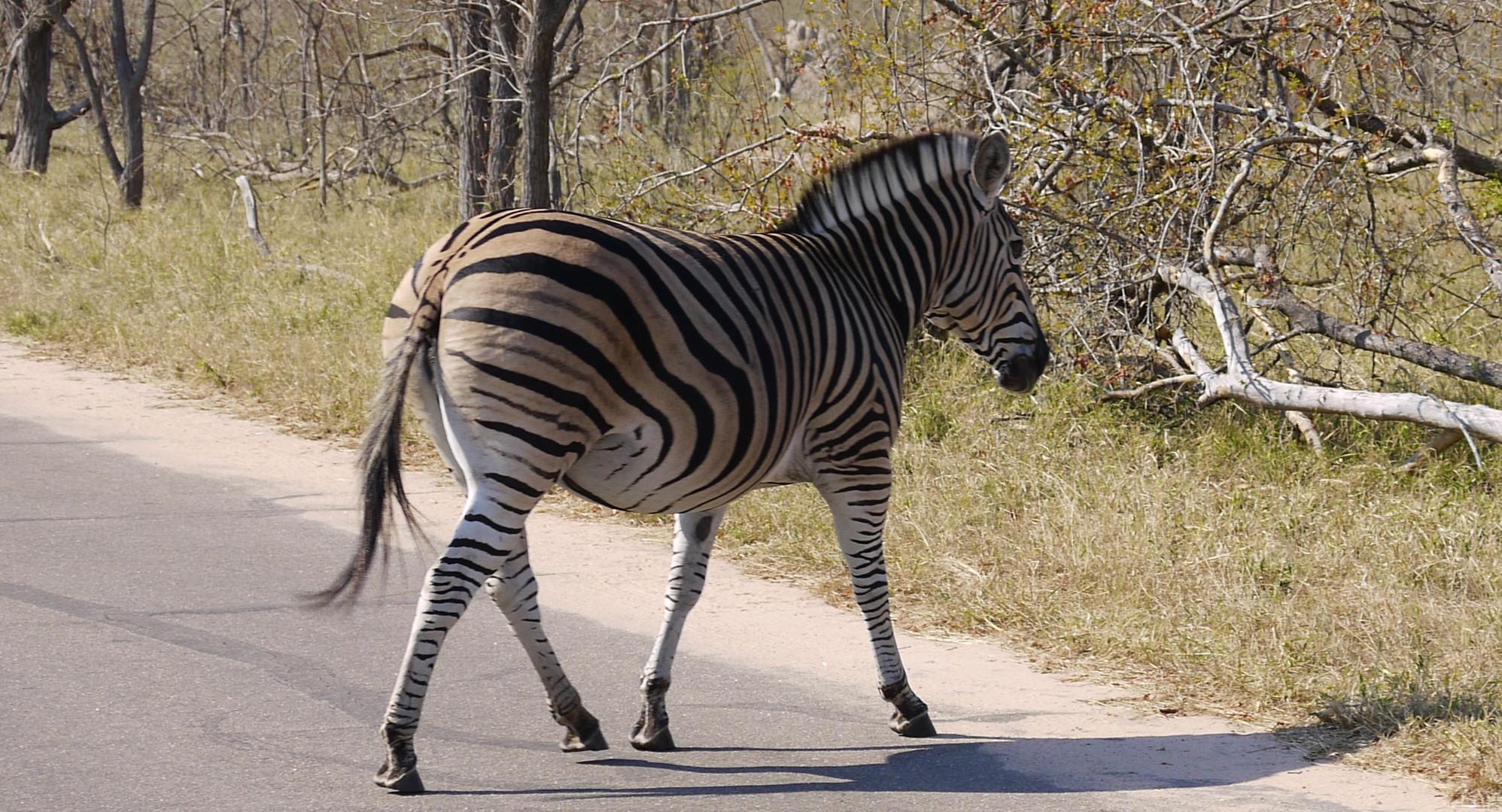 Zebrastreifen