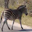 Zebrastreifen