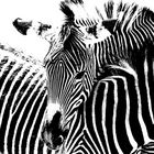 Zebrastreifen