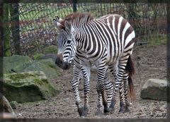 Zebrastreifen