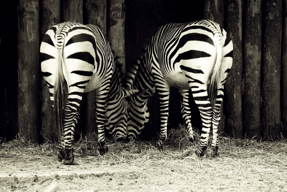 Zebrastreifen