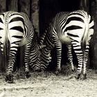 Zebrastreifen