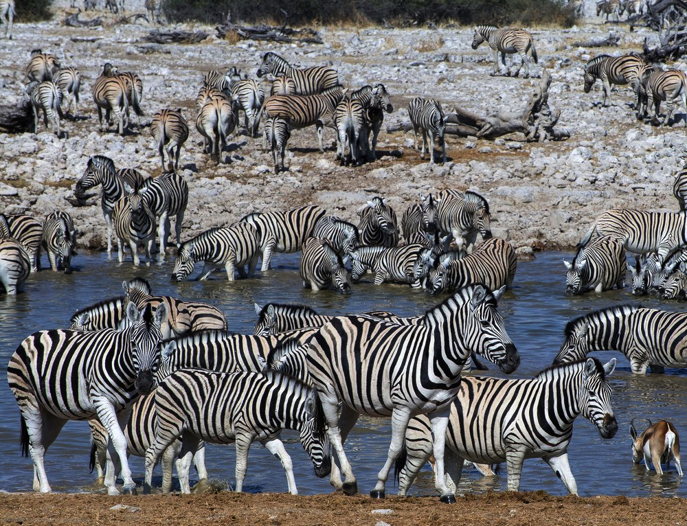 Zebrastreifen Bea von Reinhard