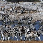 Zebrastreifen Bea von Reinhard