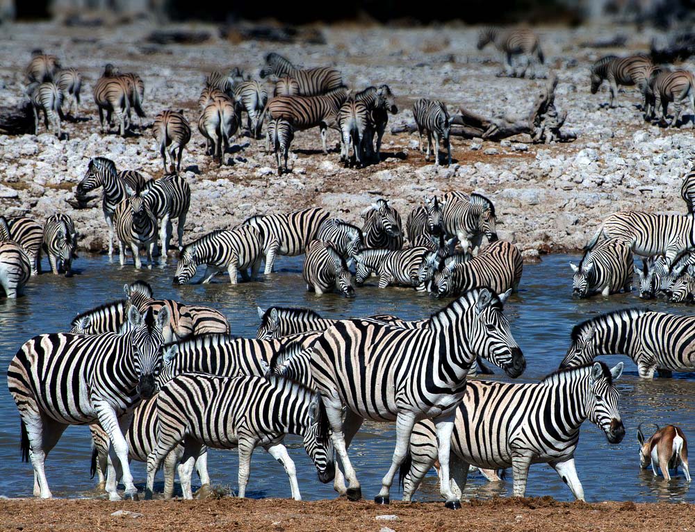 Zebrastreifen (Bea von Tammo)