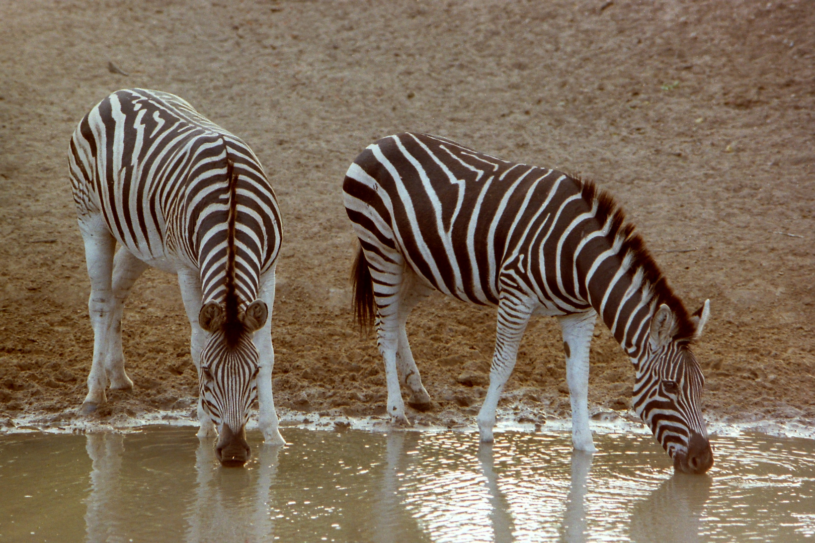 Zebrastreifen