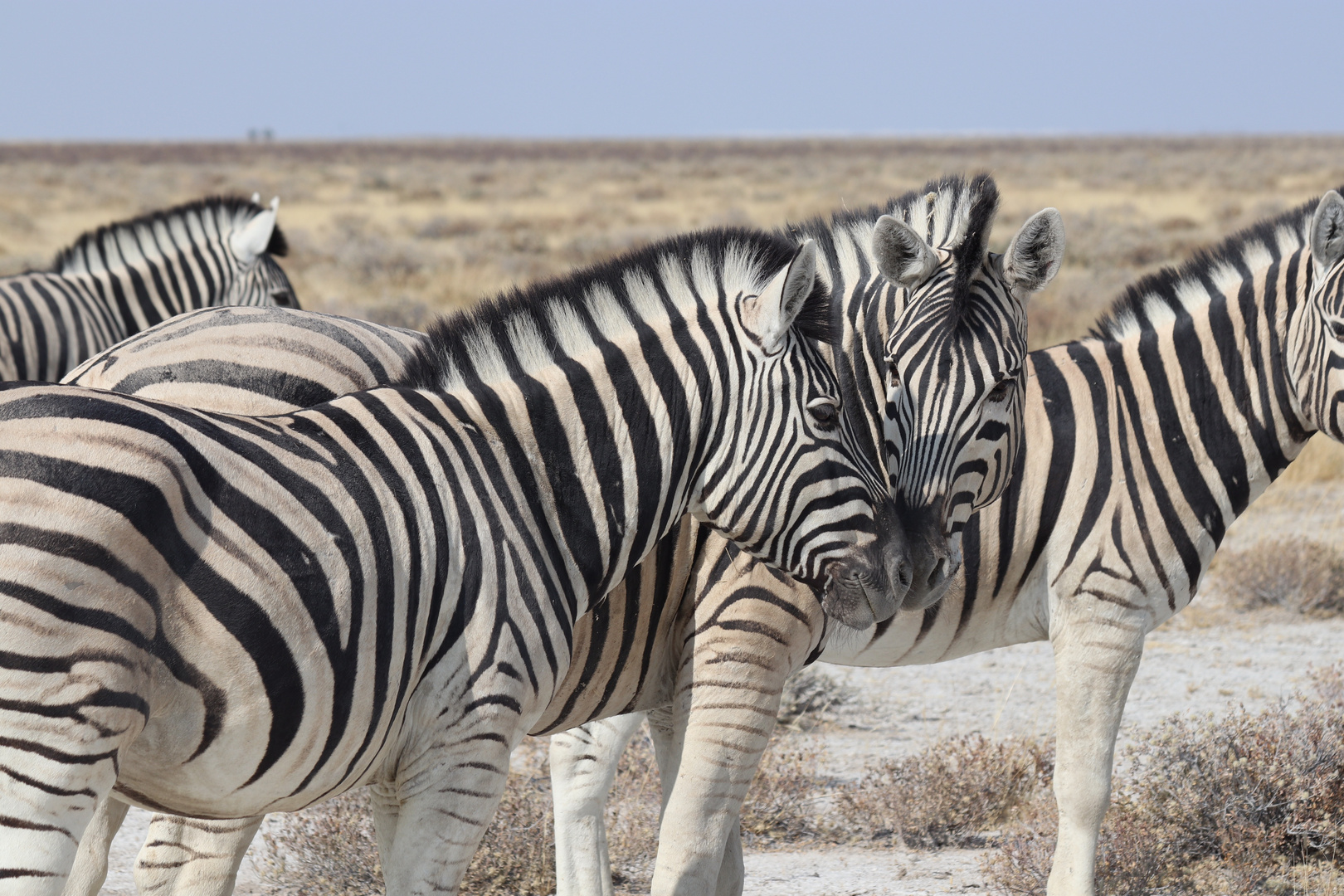 Zebrastreifen