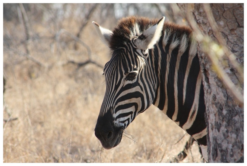 Zebrastreifen