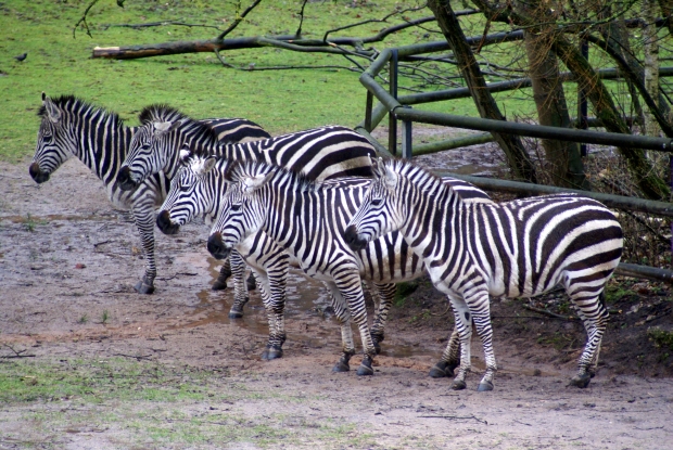 Zebrastreifen