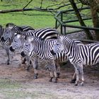 Zebrastreifen