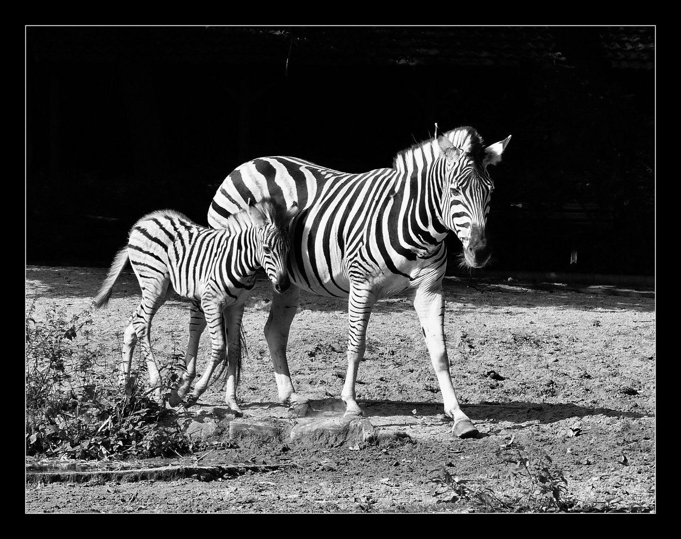 Zebrastreifen