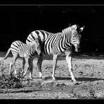 Zebrastreifen