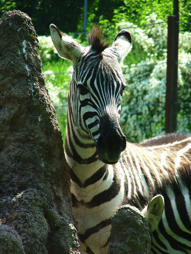 Zebrastreifen