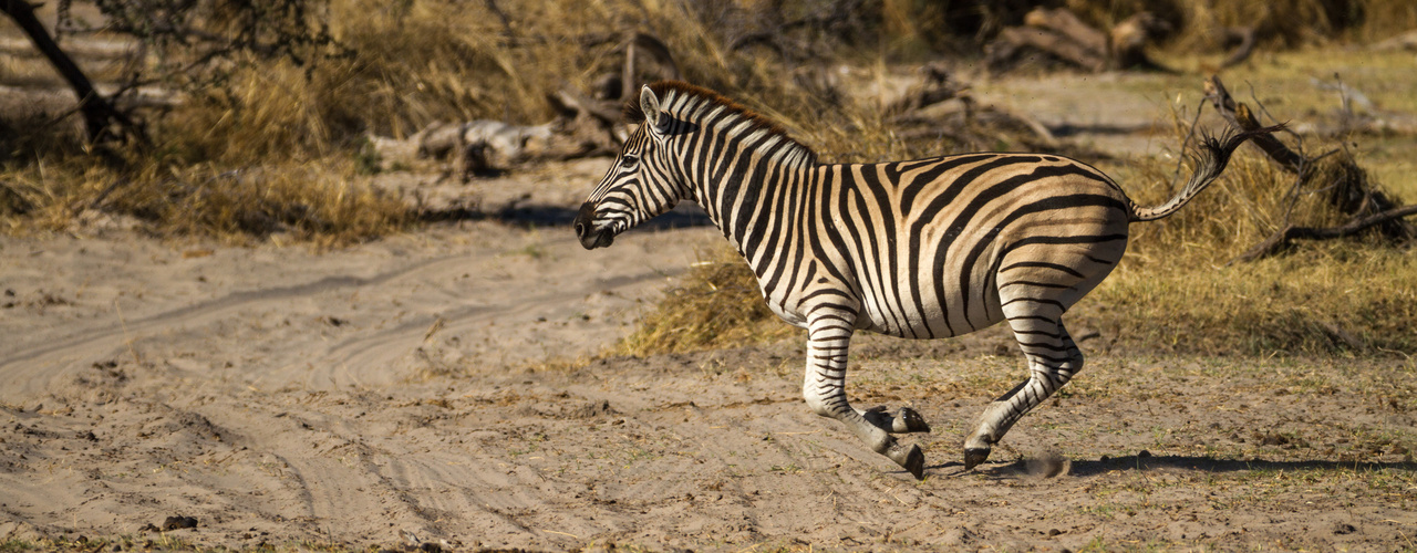 Zebrastreifen Crossing