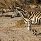 Zebrastreifen Crossing