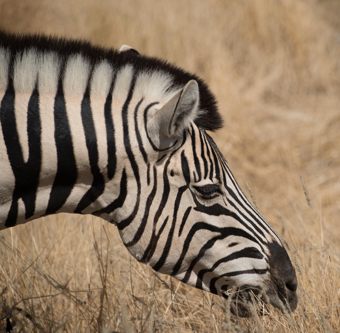 Zebrastreifen