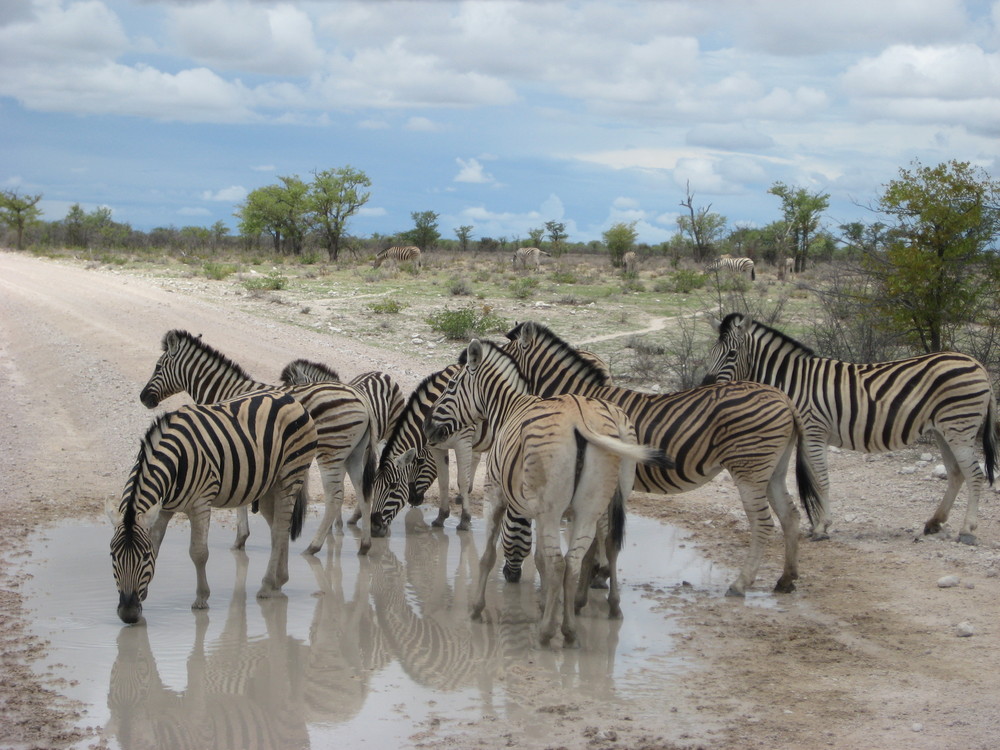 Zebrastreifen