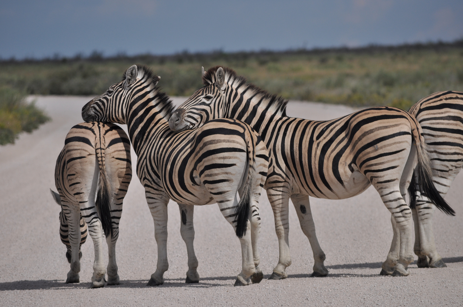 Zebrastreifen