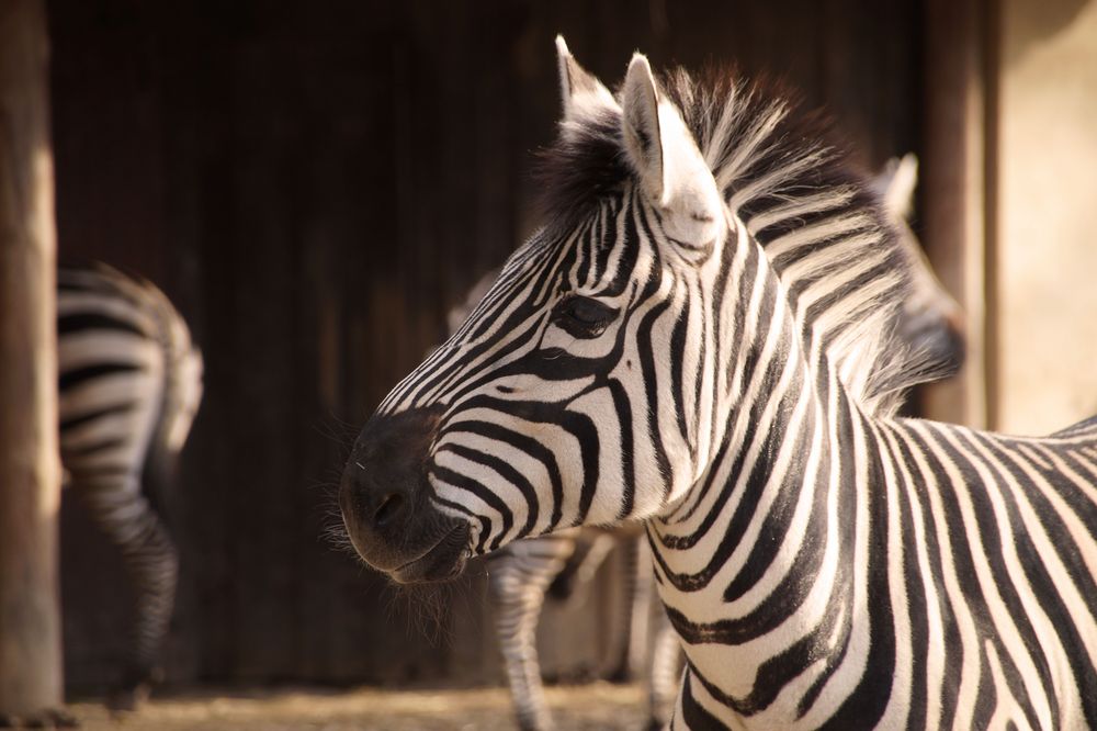 Zebrastreifen