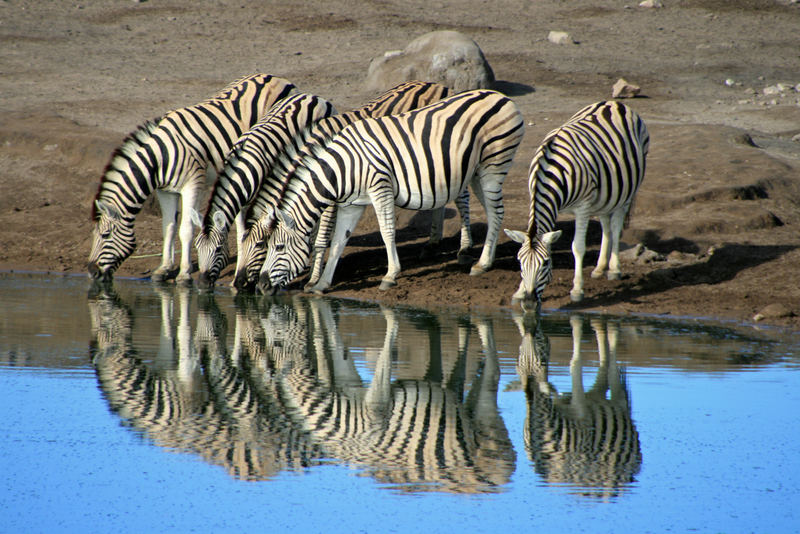 Zebrastreifen - der Klassiker