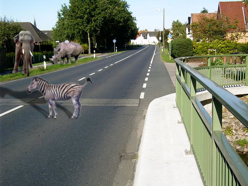 Zebrastreifen, der Ursprung