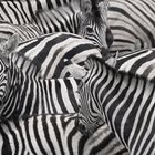 - Zebrastreifen - 