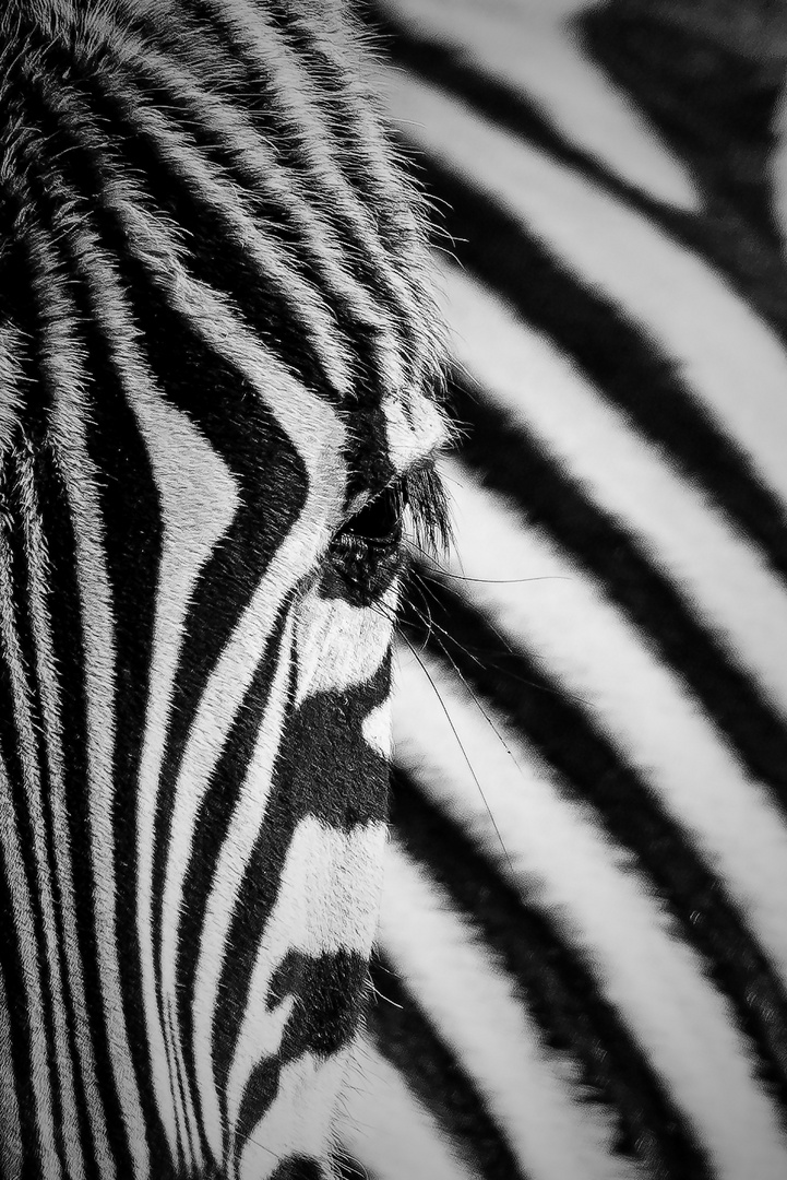 Zebrastreifen