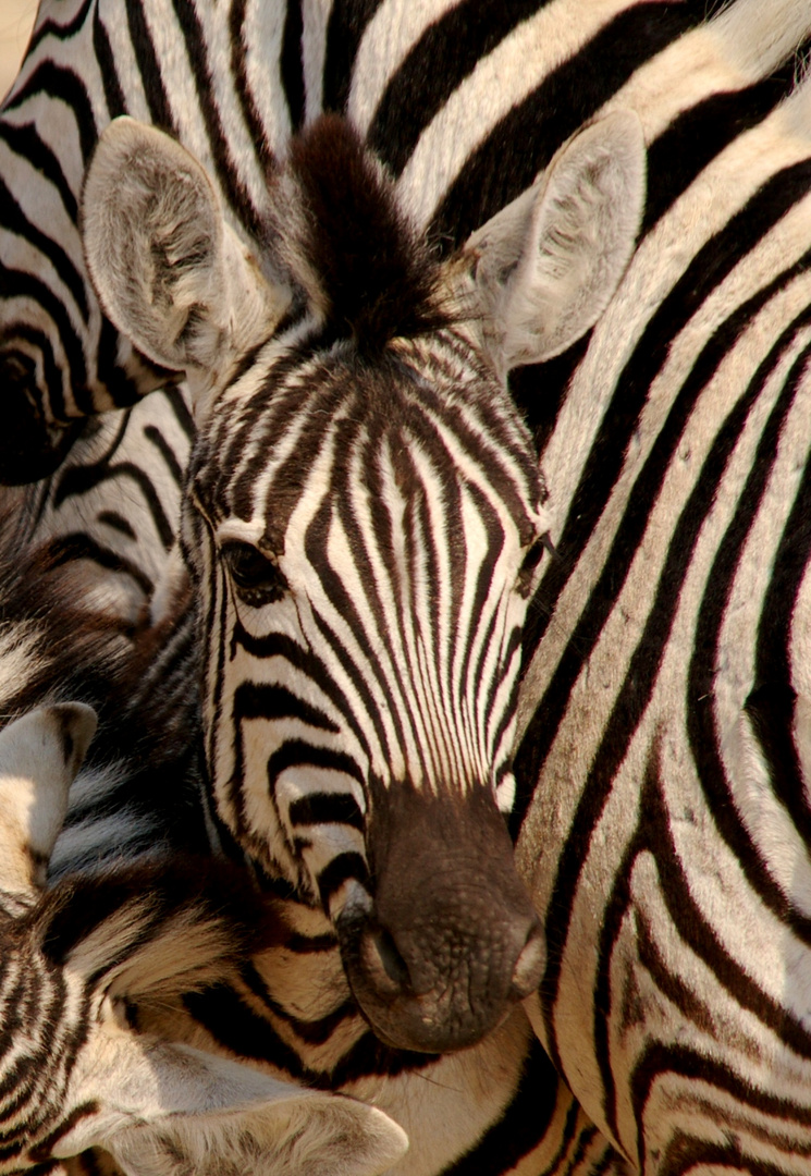 Zebrastreifen