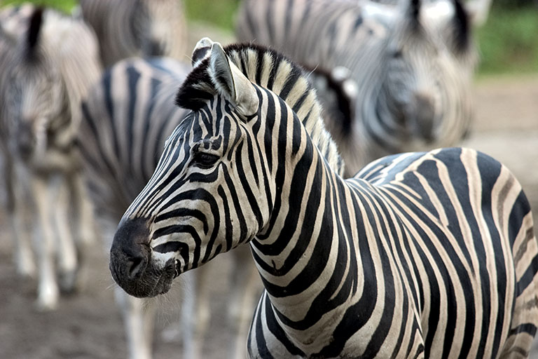 Zebrastreifen