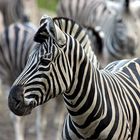 Zebrastreifen