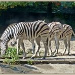 = Zebrastreifen =