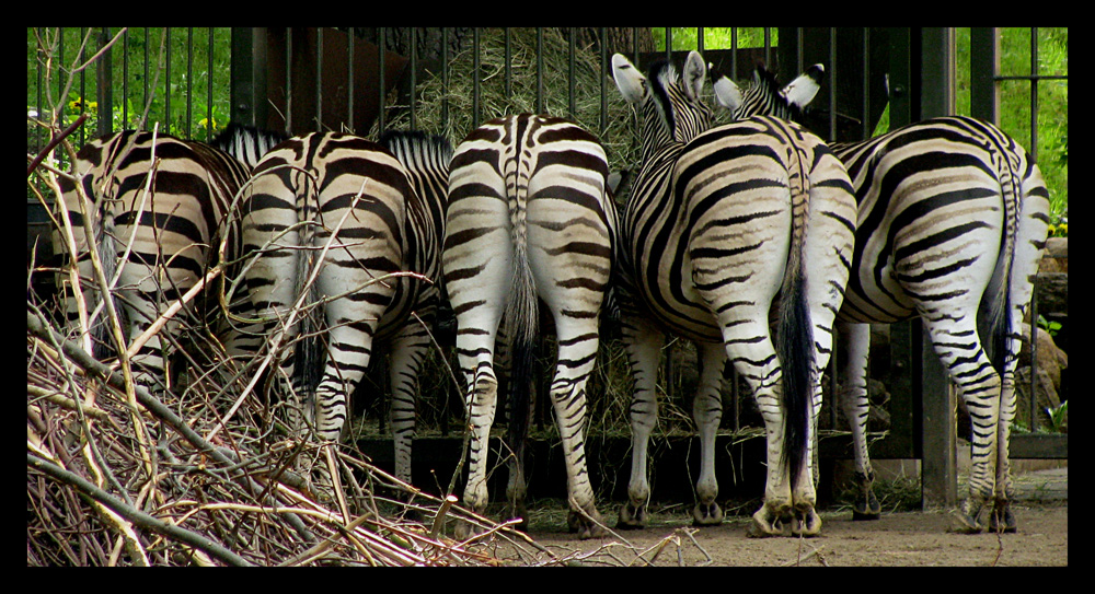 Zebrastreifen