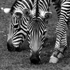 Zebrastreifen