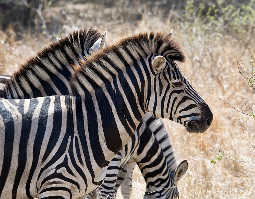 Zebrastreifen