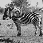 ZEBRASTREIFEN I - Ich hab ja hier noch gar kein Zebra gezeigt - ...