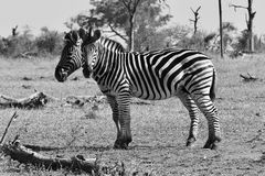 ZEBRASTREIFEN I - Ich hab ja hier noch gar kein Zebra gezeigt - ...