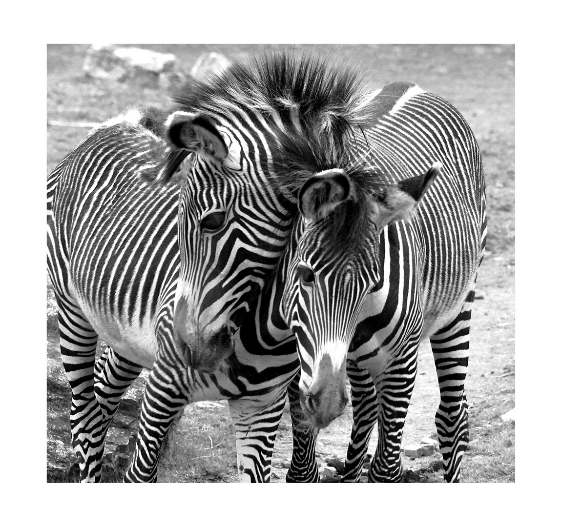 Zebrastreifen im Doppelpack