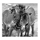 Zebrastreifen im Doppelpack