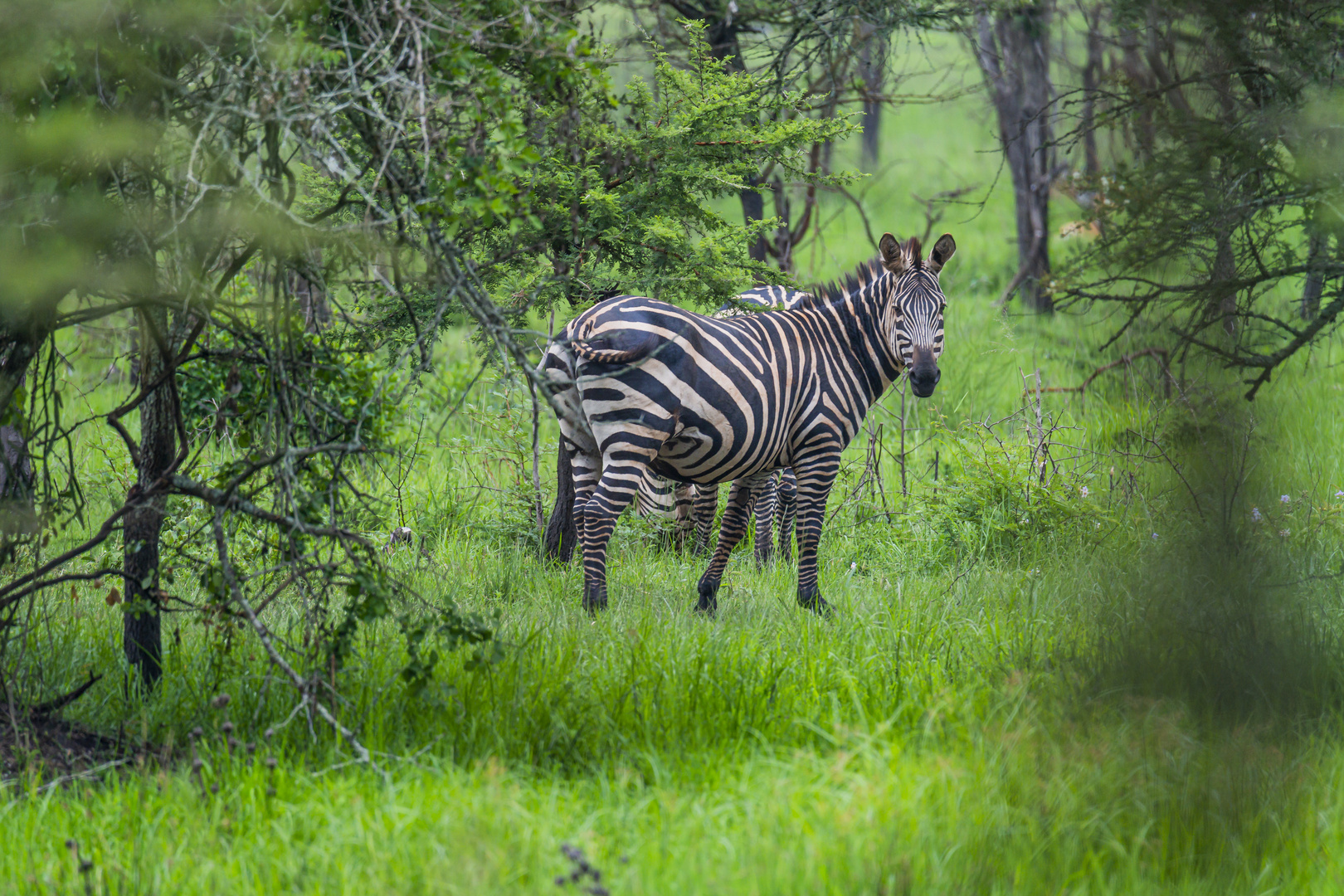 Zebrastreifen im Grünen