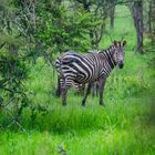 Zebrastreifen im Grünen