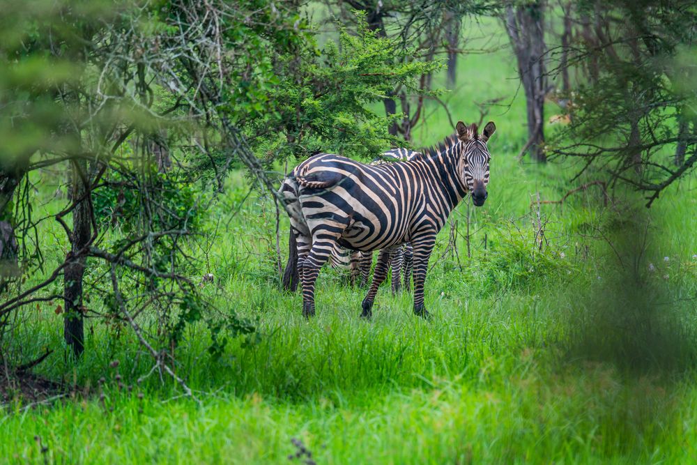 Zebrastreifen im Grünen