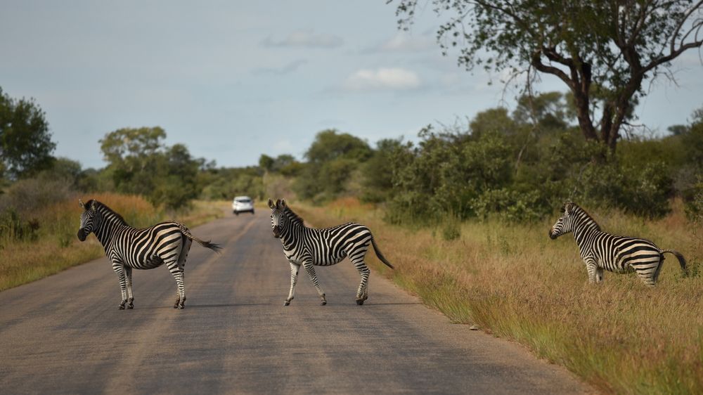 Zebrastreifen im Krügerpark